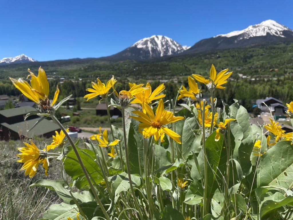Get Wild The sun is out and the sunflowers are watching!
